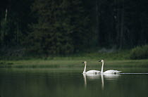 Trumpeter Swan (Cygnus buccinator) pair on lake, North America