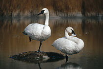 Trumpeter Swan (Cygnus buccinator) pair with reflections in lake, Yellowstone National Park, Wyoming
