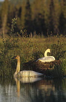 Trumpeter Swan (Cygnus buccinator) female incubating eggs as male swims nearby, North America
