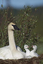 Trumpeter Swan (Cygnus buccinator) parent and squabbling day-old cygnets, North America