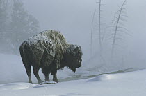 American Bison (Bison bison) in snowfall, Yellowstone National Park, Wyoming