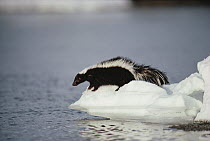 Striped Skunk (Mephitis mephitis) on snow-covered river bank, Yellowstone National Park, Wyoming
