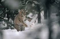 Bobcat (Lynx rufus) hunting a Snowshoe Hare (Lepus americanus) in the winter, North America