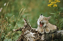 Bobcat (Lynx rufus) kitten yawning while resting on a log in summer, Idaho
