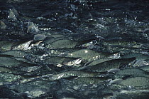Pink Salmon (Oncorhynchus gorbuscha) spawning en masse, Alaska