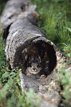 Snowshoe Hare (Lepus americanus) baby hiding in log, Alaska