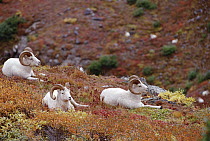 Dall's Sheep (Ovis dalli) trio resting in autumn foliage, Alaska
