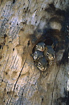 Red Squirrel (Tamiasciurus hudsonicus) four young at entrance to their nest in a tree cavity, Alaska