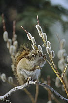 Red Squirrel (Tamiasciurus hudsonicus) feeding on willow catkins, Alaska