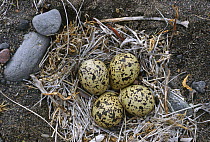 Semipalmated Plover (Charadrius semipalmatus) eggs in nest, Alaska