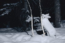 Snowshoe Hare (Lepus americanus) gnawing tender bark off of sapling in the winter, Alaska
