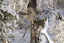Northern Hawk Owl (Surnia ulula) parent delivering fresh prey to mate and chicks in nest, Alaska