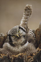 Northern Hawk Owl (Surnia ulula) incubating eggs on nest built in top of snag, Alaska