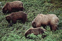 Grizzly Bear (Ursus arctos horribilis) mother and three yearling cubs foraging for Blueberries (Vaccinium sp), Denali National Park and Preserve, Alaska