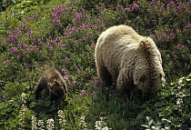 Grizzly Bear (Ursus arctos horribilis) mother and cub feeding on Bear Flower or Boykinia leaves, cub learns to feed by mother's example, Denali National Park and Preserve, Alaska