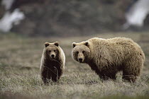 Grizzly Bear (Ursus arctos horribilis) and yearling feeding on grass, Denali National Park and Preserve, Alaska