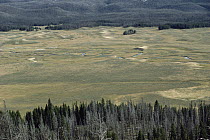 Pelican Creek, Pelican Valley is the nucleus of Grizzly Bear habitat in more than 5,000 square miles of the Greater Yellowstone ecosystem, Yellowstone National Park, Wyoming