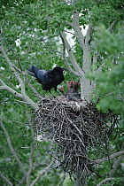 Common Raven (Corvus corax) parent feeding its week old chicks in their nest, Idaho