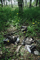 Common Raven (Corvus corax) group dead lying on the ground beneath their nest, perhaps pecked to death and tossed out by aggressive young Common Ravens seeking to claim the territory, Idaho