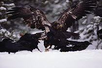 Common Raven (Corvus corax) group and a juvenile Bald Eagle (Haliaeetus leucocephalus) fight over a Beaver carcass, Idaho