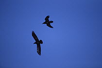 Common Raven (Corvus corax) group flying, aerial battle for territorial rights, Yellowstone National Park, Wyoming