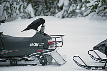 Common Raven (Corvus corax) using its beak to open a snowmobile's storage compartment in search of food, Yellowstone National Park, Wyoming