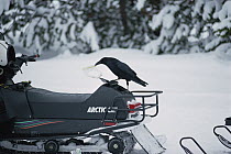 Common Raven (Corvus corax) removing a plastic bag from a snowmobile's storage compartment, Yellowstone National Park, Wyoming