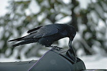 Common Raven (Corvus corax) using its beak to open a snowmobile's storage compartment in search of food, Yellowstone National Park, Wyoming