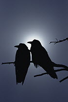 Common Raven (Corvus corax) pair perching on a branch, backlit by filtered sunlight, North America