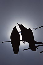 Common Raven (Corvus corax) pair perching on a branch, one calling, backlit by filtered sunlight, North America