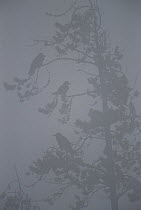 Common Raven (Corvus corax) trio perching in a pine tree during a snowstorm, North America