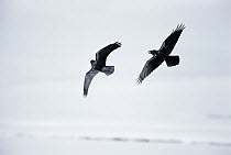 Common Raven (Corvus corax) pair in aerial battle for territorial rights, Yellowstone National Park, Wyoming