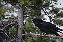 Common Raven (Corvus corax) calling while perched next to its nest in a pine tree, North America