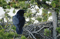 Common Raven (Corvus corax) calling while perched next to its nest in a pine tree, North America