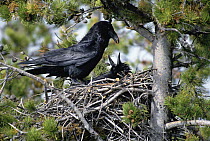 Common Raven (Corvus corax) male mates with a female in her nest while her partner is away, North America