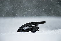 Common Raven (Corvus corax) bathing in fresh snow after feeding on a deer carcass, Idaho