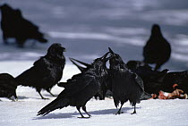 Common Raven (Corvus corax) group fight over a Beaver carcass, Idaho