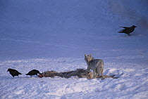 Common Raven (Corvus corax) group and a Coyote (Canis latrans) feeding on a carcass, Yellowstone National Park, Wyoming