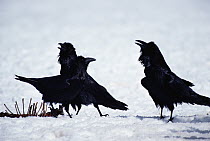 Common Raven (Corvus corax) group fighting near a carcass, Yellowstone National Park, Wyoming
