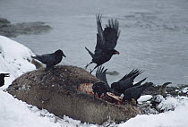Common Raven (Corvus corax) group feeding on an Elk (Cervus elaphus) carcass, Yellowstone National Park, Wyoming