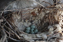 Common Raven (Corvus corax) nest with six blue eggs, North America