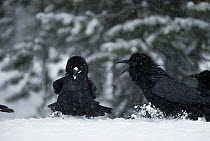 Common Raven (Corvus corax) group fighting in the snow near a carcass, Yellowstone National Park, Wyoming