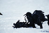 Common Raven (Corvus corax) group fighting in the snow near a carcass, Yellowstone National Park, Wyoming