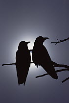 Common Raven (Corvus corax) pair perching on a branch, backlit by filtered sunlight, North America