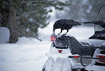 Common Raven (Corvus corax) removing a ski cap from a snowmobile's storage compartment which it has opened with its beak, Yellowstone National Park, Wyoming