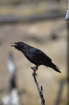 Common Raven (Corvus corax) calling, North America