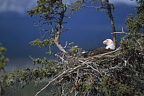 Bald Eagle (Haliaeetus leucocephalus) calling on nest, Alaska