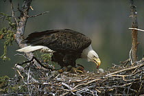 Bald Eagle (Haliaeetus leucocephalus) parent feeding chick in nest, Alaska