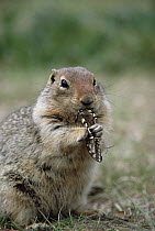 Arctic Ground Squirrel (Spermophilus parryii) feeding on butterfly, Alaska