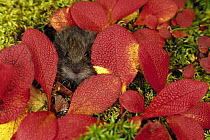 Tundra Vole (Microtus oeconomus) in autumn foliage, Alaska
